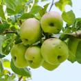 Jabloň PARMÉNA ZLATÁ Raně zimní odrůda jabloně pocházející z Anglie. Růst je zpočátku bujný, později s vysokou plodností slábne.