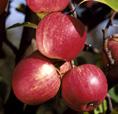 Sklizeň: koncem IX., konzumní zralost: X.- II. Jabloň RED BOHEMIA Raně zimní odrůda jabloně. Barevná mutace odrůdy Bohemia, růst je bujný. Plody jsou celoplošně jasně červené.