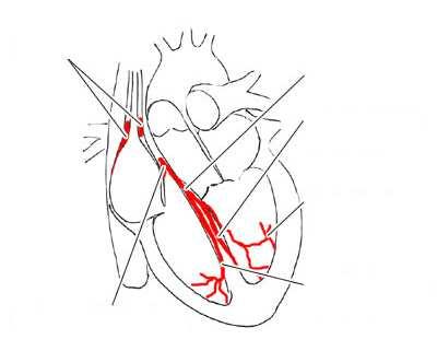 SA uzel Hisův svazek Levé Tawarovo raménko Purkyňova vlákna AV uzel Pravé Tawarovo raménko 1.2. EKG Obr. 1: Převodní systém srdce Elektrickou aktivitu srdce zaznamenáváme pomocí elektrokardiografu.