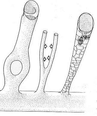 Mechanismy angiogenese 2)