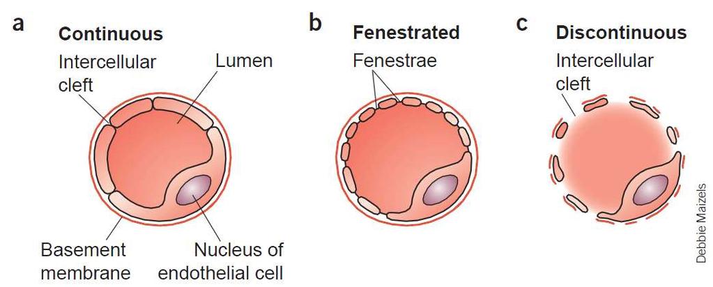 Organotypická diferenciace endotelu v interakci s parenchymovým