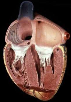 mesoderm