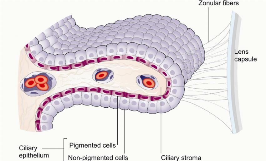 Tunica vasculosa (media) Řasnaté těleso = Corpus ciliare lamina basalis (odpovídá Bruchově membráně) epithelium ciliare (pars ciliaris retinae) epithelium pigmentosum