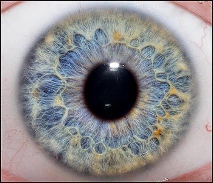 major + minor (obsahují circulus arteriosus iridis major + minor) pupilla (=