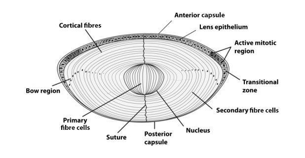 Čočka = Lens transparentní bikonvexní bezcévný útvar slouží k