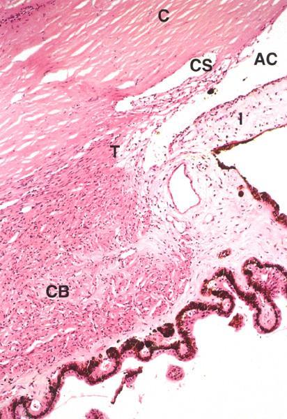 Iridokorneální úhel = angulus iridocornealis v místě sklerokorneálního spojení (limbus corneae) trámčitá síť na zadní straně = spatia anguli i.c. = Fontanovy prosotry není přímé spojení se Schlemmovým kanálem resorpce humor aquosus udržování nitroočního tlaku!