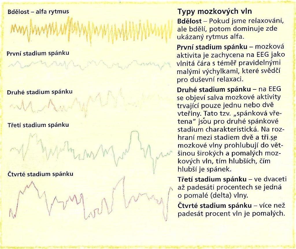 Obrázek 1. Typy mozkových vln (Lavery, 1998) Spánkové cykly Ve spánku procházíme několika cykly po 90 až 100 minutách.