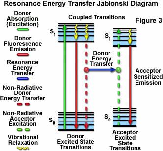 FRET - nezářivý přenos energie V přítomnosti vhodného akceptoru může donor přenést energii excitovaného stavu