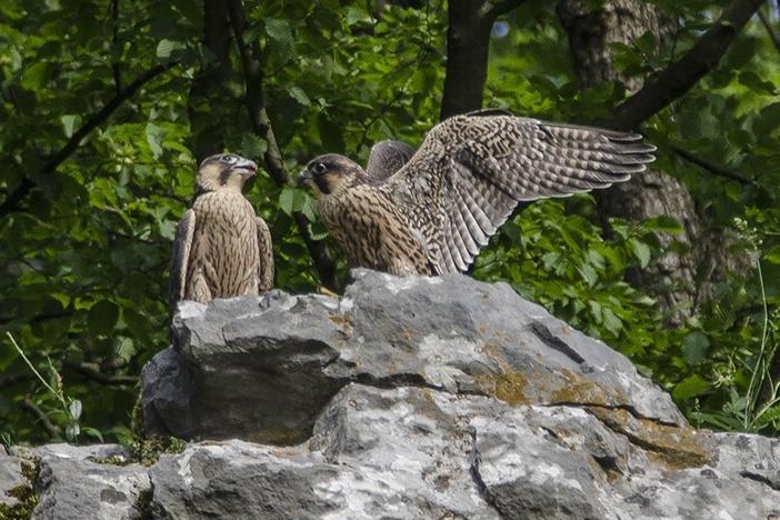 o úkolu monitoringu změn hladiny podzemních toků a přemísťování sedimentů v Amatérské jeskyni Spolupráce při monitoringu a hlídání hnízdiště sokola stěhovavého (obr. 15) Obr.