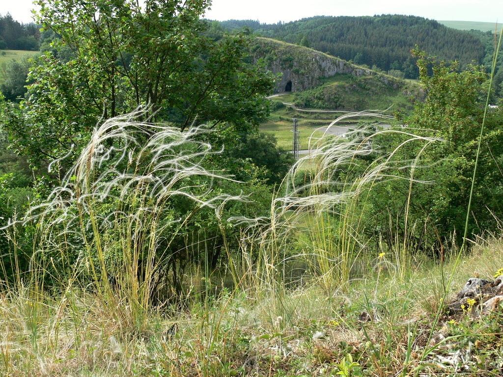 Obr. 16: Na Vykydalově stráni u Ostrova u Macochy se po prosvětlení objevil chráněný kavyl Ivanův (foto: Z.