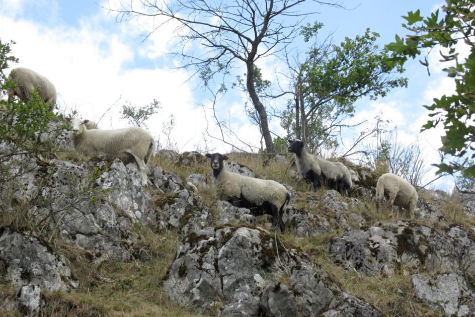 7: Výřezy náletových dřevin na Vykydalově stráni u Ostrova u Macochy umožní budoucí pastvu ovcí a koz (foto: L.