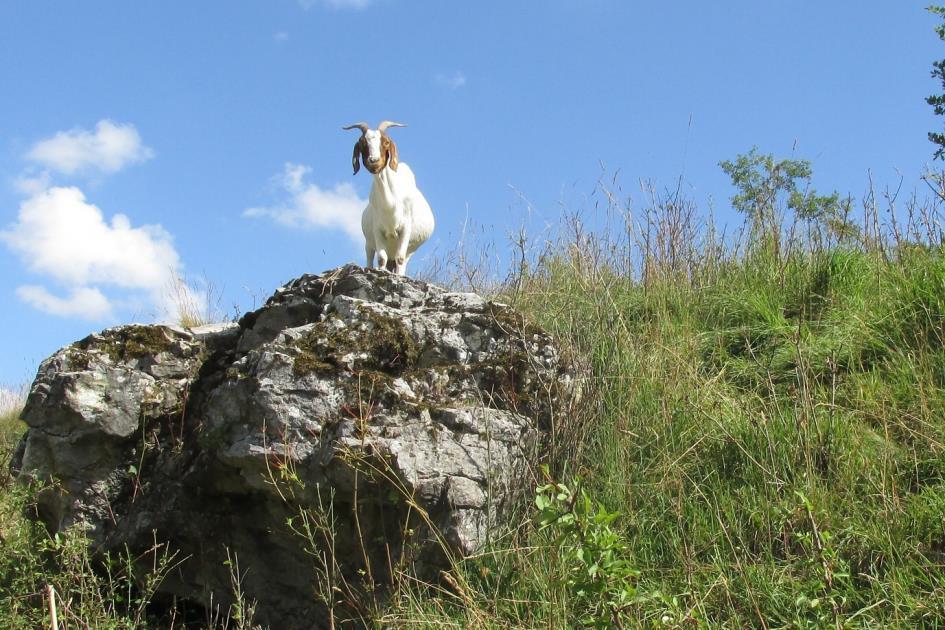 Obr. 9: Pastva koz v NPP Rudické propadání (foto: M.