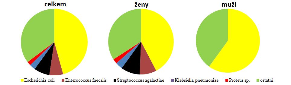 Graf 6 Cystitida a počet nejčastěji se vyskytujících původců V grafu č. 7 je znázorněn počet pozitivních vzorků diagnózy cystitidy podle kvantit mikrobů.