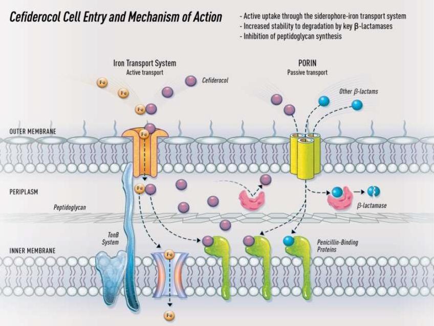 Cefiderocol ( sideroforový cefalosporin) Účinek na gram negativní tyčinky vč. P.