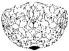 0A00042 Lilie 0A00043 Rose 0A00044 Raster SM40840 40 cm 4motivy : Barock- Stiefmütterchen- Woodbine-Tiffany rozpis