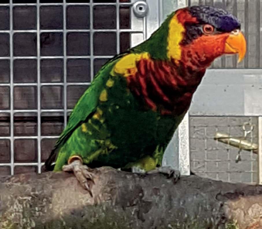 ODCHOV LORI OZDOBNÉHO Loriové jsou papoušci pestrých barev a různých velikostí. Jedná se o potravní specialisty.