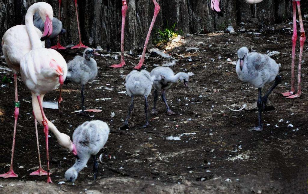 Obrázek 11: Školka plameňáků růžových (30. 6.
