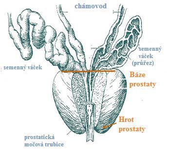 Anatomie prostaty Prostata je svalově žláznatý orgán. Konečné velikosti dosahuje kolem puberty a významně přispívá k tvorbě ejakulátu.