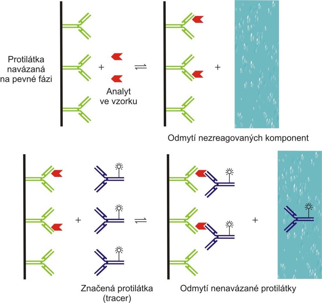 Po přidání vzorku, který obsahuje stanovovanou látku (antigen) dojde k navázání stanovované látky na protilátku, která je fixována na stěně plastové zkumavky.