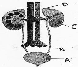 37. Identify the adrenal gland from the following figure (1) A (2) B (3) C (4) D 38. Identify the correct sequence for process of energy production from carbohydrates.