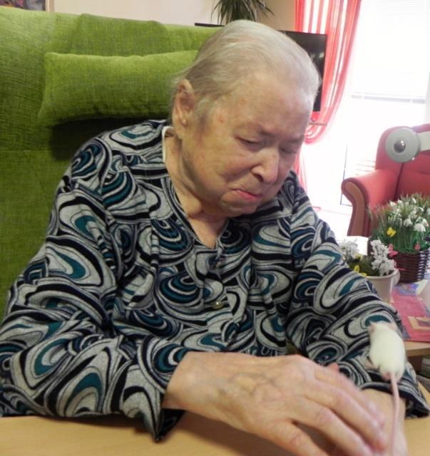 Potkan je nejchytřejší z hlodavců, a dá se velmi
