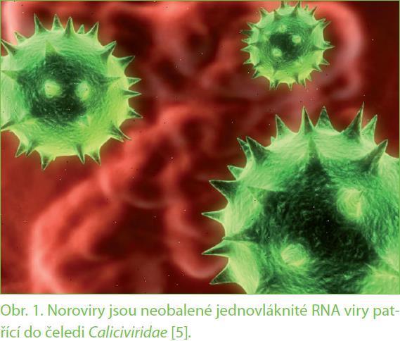 NOROVIRUS Neobalený RNA virus Zodpovědný za cca 90% epidemií virových průjmů (epidemie na zaoceánských lodích) Přenáší se vodou či potravou kontaminovanou fekáliemi, přímý přenos mezi osobami,