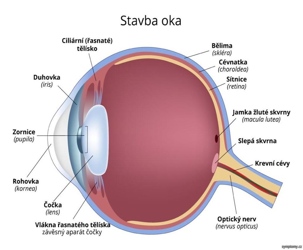 Stavba oka Zdroj: (symptomy)