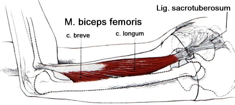 Přechod se nejčastěji realizuje přes vlákna úponu caput longum m. biceps femoris, která přechází přímo do lig. sacrotuberosum (Obrázek 29), které dále komunikuje s torakolumbální fascií.