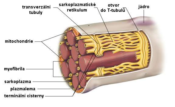Poruchy pohybového systému Obrázek 7. Umístění sarkoplazmatického retikula (Frontera & Ochala, 20
