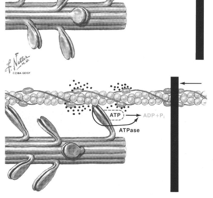 position weakness, je vysvětlováno poruchou vztahu mezi vlákny myozinu a aktinu v myofibrilách.