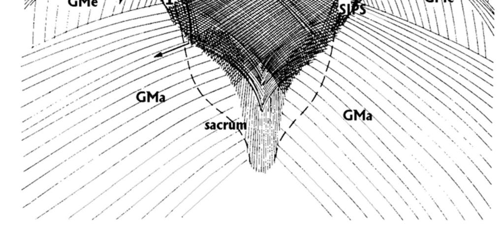 gluteus maximus a vytvářejí pevnější síť v oblasti LS přechodu jako pevný začátek vláken, přecházejících do m. latissimus dorsi LD (oboustranně). Vlákna z m.