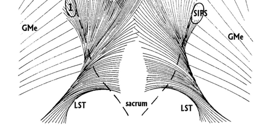 Částečně se upínají na dorzální plochu sacra, částečně přechází kontralaterálně do vláken m.