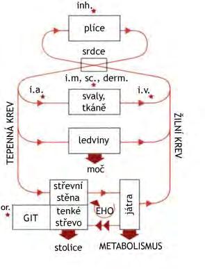 intramuskulárně tuk vstup (podání) xenobiotik intravaskulární absorpce odpadá intravenosní (i.v.) rychlost nástupu účinku intraarteriální (i.