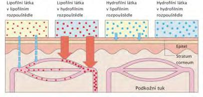 Transdermální vstup xenobiotik Intravaskulární vstup xenobiotik vliv stavu pokožky poranění (až intravenosní expozice!