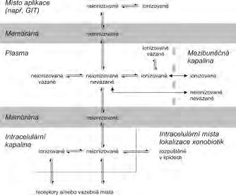přes membrány hydrofilní látky absorpce zanedbatelná směsi zvýšení penetrace obvykle intravenosní (žilní) podání odpadá