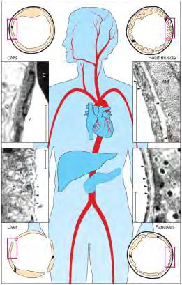 g/100 ml plasmy, globuliny, transferrin, ceruloplasmin, glykoproteiny, - a -lipoproteiny) přeměněné na metabolity (volné