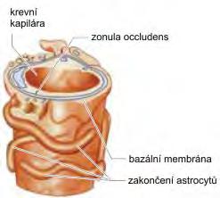 (prochází i proteiny, inzulin) mozek: hematoencefalická bariéra játra: okénka až 100 nm bariéra plazma-nervové buňky