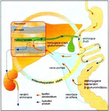 (her) endoplasmatické retikulum hepatocytu I.