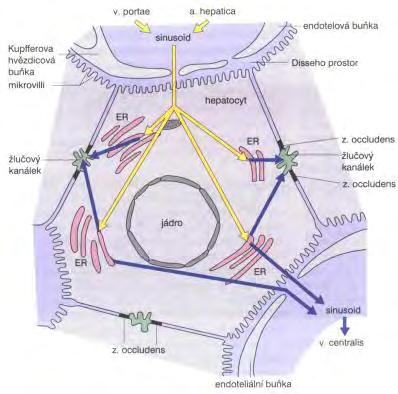 lipofilní xenobiotikum hydrofilní xenobiotikum plícemi mezi krví a vzduchem je lipoidní bariéra s velkým počtem pórů pro nepolární látky s vysokou tenzí