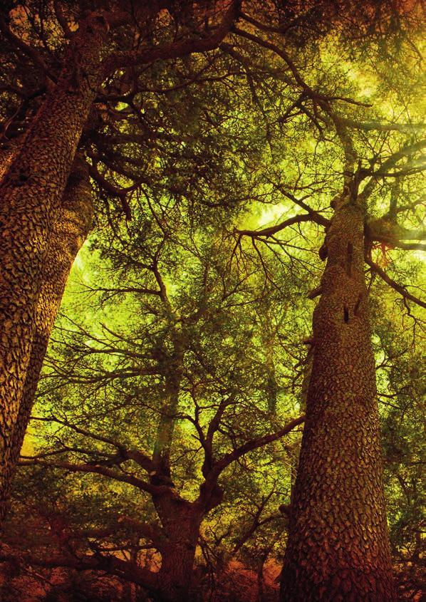 Severská borovice S AKČNÍ SLEVOU 30% NA CELÝ SORTIMENT Severská borovice POLOHOVACÍ KŘESLO OLIVER Posezením v tomto polohovacím křesle s možností výběru ze 7 poloh si užijete