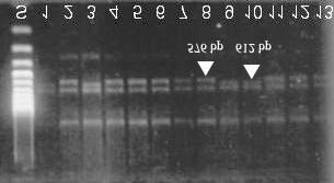 Marker zhoršené pekařské jakosti, lokus Glu 1D 2+12 po detekci metodou SPLAT.