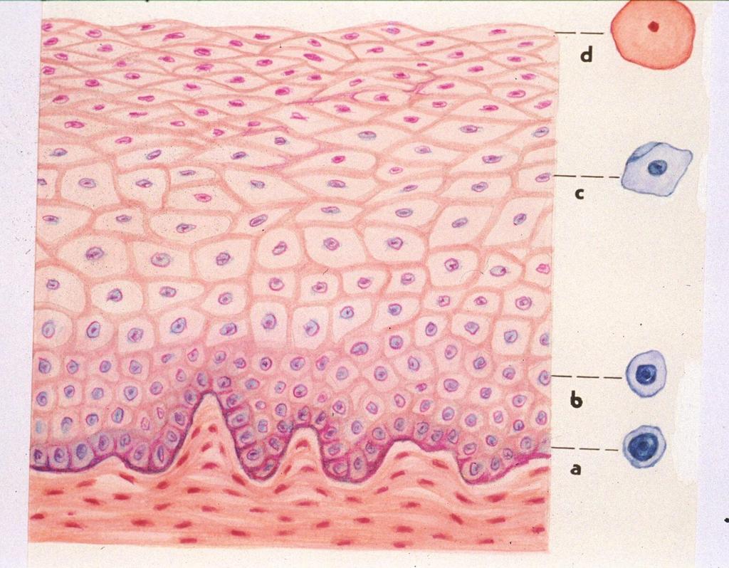 Histologie a cytologie norm. epitelu vaginy d-superf. pyknot.