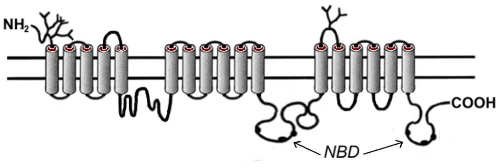 Transportní systémy v játrech 3.2.1. MRP2 MRP2 ( Multidrug resistance-associated protein 2 ; ABCC2) protein je umístěn na kanalikulární membráně hepatocytů.