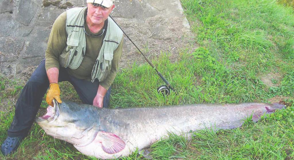 Sumec měřil 225 cm. tabulková hmotnost by měla být mezi 75 80 kg.