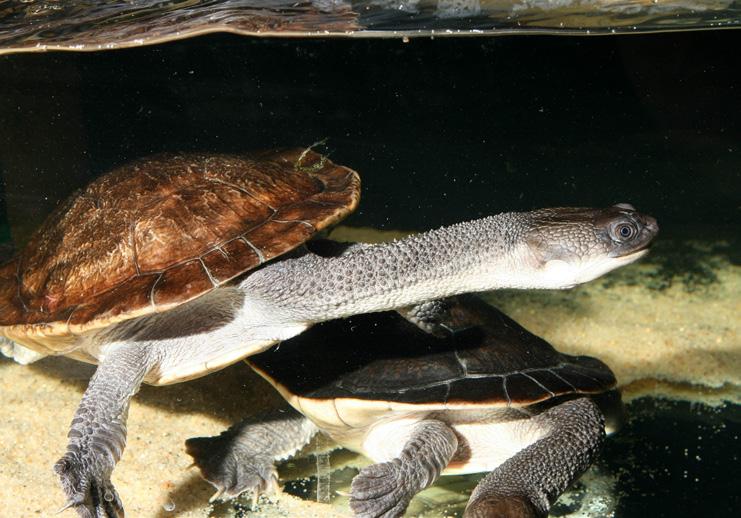 Chovatelský úsek Animal Breeding Department Posledním unikátem jsou čtyři mláďata dlouhokrčky McCordovy (Chelodina mccordi), která se v Zoo Brno vylíhla na přelomu srpna a září.
