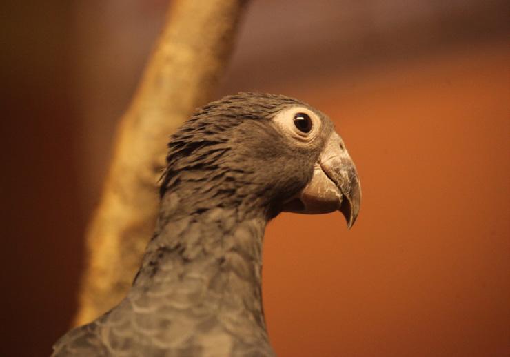 Chovatelský úsek Animal Breeding Department Začátkem roku 2018 jsme na Mniší horu dovezli vazy velké z Velké Británie.