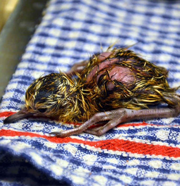 Chovatelský úsek Animal Breeding Department Mládě margaye přišlo na svět 21. února 2018. / The margay cub was born on 21 February 2018. Mládě jespáka bojovného. / The ruff fledgling.