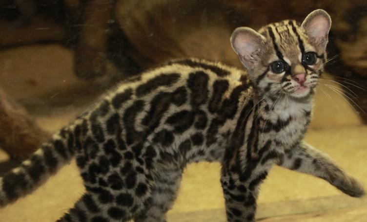 Zatím je tedy vše na dobré cestě, neradi bychom ale předbíhali, odchov je stále na samém počátku, řekla krátce po porodu kurátorka chovu savců Zoo Brno Dorota Gremlicová.