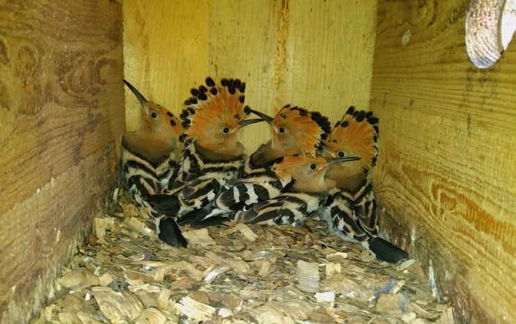 Chovatelský úsek Animal Breeding Department Pro zajištění dostupnosti potravní nabídky jsme i letos pokračovali v managementu potravních ploch na dvou lokalitách, na nichž jsme udržovali nízký travní