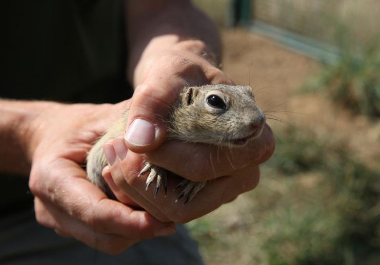 Chovatelský úsek Animal Breeding Department K dosažení cílů záchranného programu, zahájeného v roce 2015, je nutné přistoupit k zakládání nových populací sysla obecného.
